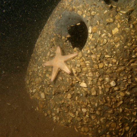 Starfish