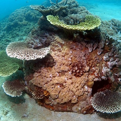 0indonesia5yearsputusputusislandtotokpeninsulanorthsulawesi.Vivid 0indonesia5yearsputusputusislandtotokpeninsulanorthsulawesi.Vivid