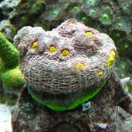 ReefBallReindeer ReefBallReindeer