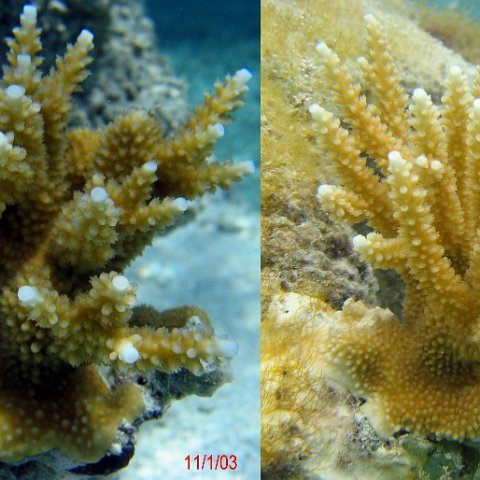 acropora3months acropora3months
