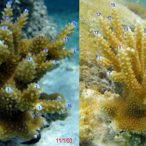 acropora3monthspoints acropora3monthspoints