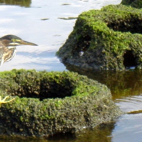 birdonreefball