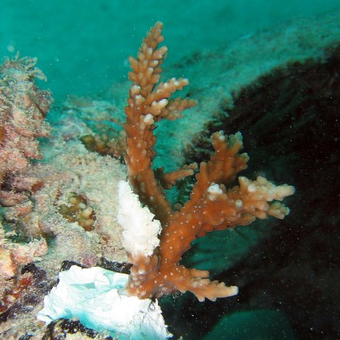 coralsurverynevisfourseasons_054 coralsurverynevisfourseasons_054