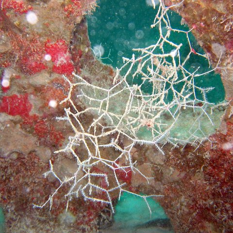 coralsurverynevisfourseasons_070 coralsurverynevisfourseasons_070