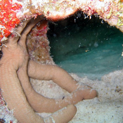 coralsurverynevisfourseasons_072 coralsurverynevisfourseasons_072