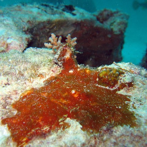 coralsurverynevisfourseasons_088 coralsurverynevisfourseasons_088