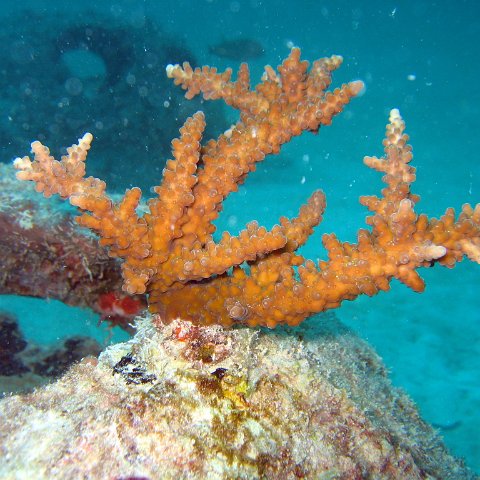 coralsurverynevisfourseasons_089 coralsurverynevisfourseasons_089