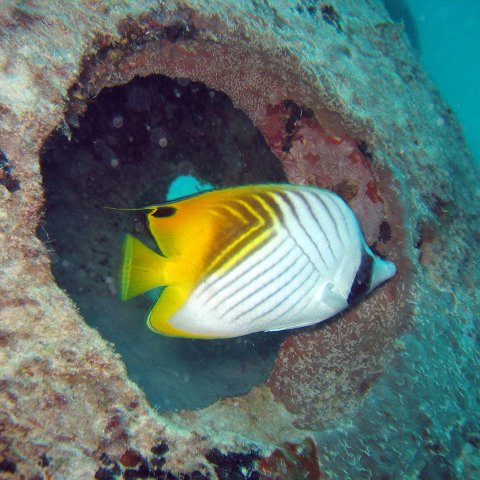 coralsurverynevisfourseasons_092 coralsurverynevisfourseasons_092