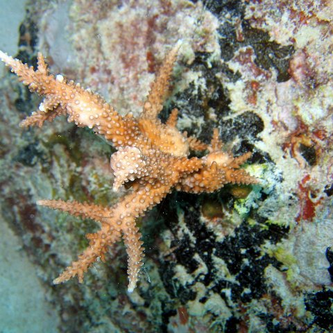 coralsurverynevisfourseasons_094 coralsurverynevisfourseasons_094