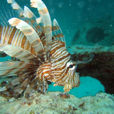 coralsurverynevisfourseasons_102 coralsurverynevisfourseasons_102