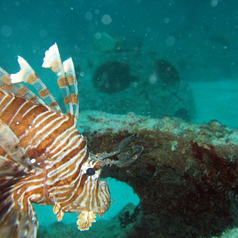 coralsurverynevisfourseasons_103 coralsurverynevisfourseasons_103