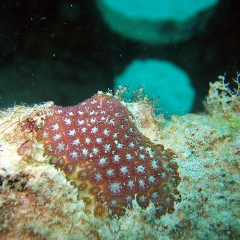 coralsurverynevisfourseasons_111 coralsurverynevisfourseasons_111