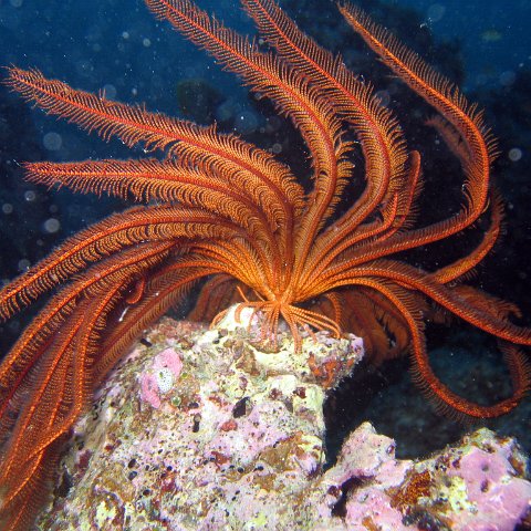 coralsurverynevisfourseasons_122 coralsurverynevisfourseasons_122