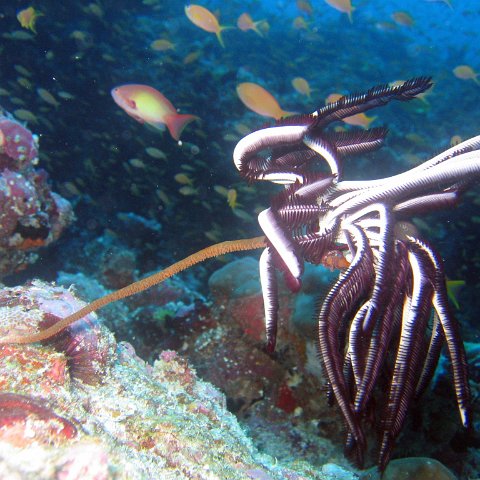 coralsurverynevisfourseasons_126 coralsurverynevisfourseasons_126