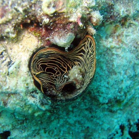 coralsurverynevisfourseasons_141 coralsurverynevisfourseasons_141
