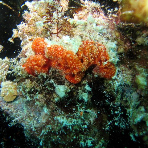 coralsurverynevisfourseasons_145 coralsurverynevisfourseasons_145
