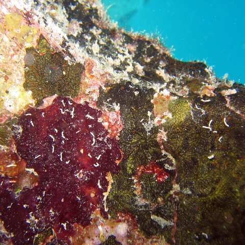 coralsurverynevisfourseasons_146 coralsurverynevisfourseasons_146
