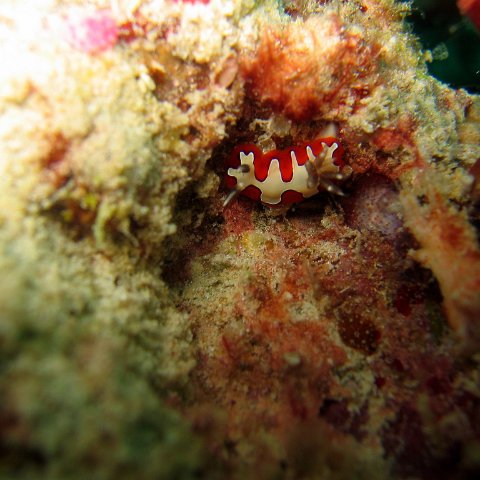 coralsurverynevisfourseasons_155 coralsurverynevisfourseasons_155