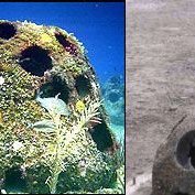 eternalreef eternalreef