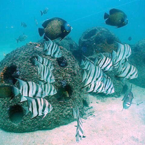 ftlaudrbangelandspadefish ftlaudrbangelandspadefish
