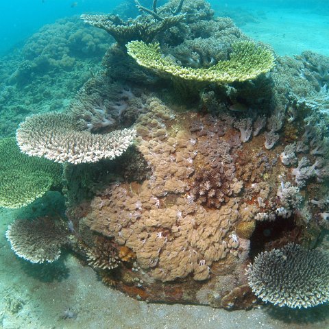 indonesia5yearsputusputusislandtotokpeninsulanorthsulawesi indonesia5yearsputusputusislandtotokpeninsulanorthsulawesi