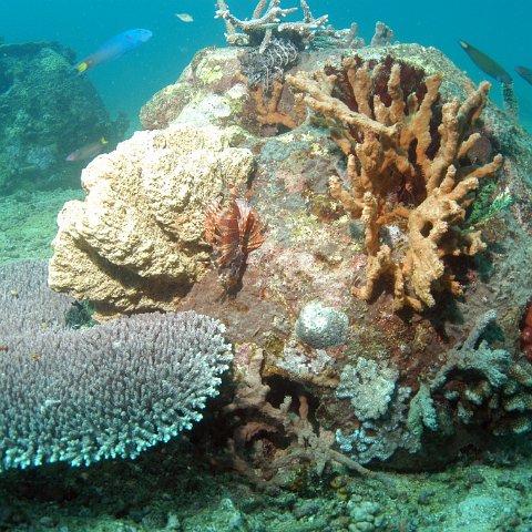 lionfishheaven lionfishheaven