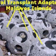 maldiveadapters maldiveadapters