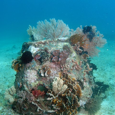 millipora millipora