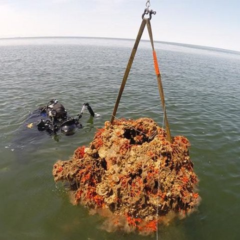 outofwatermonitoringReefBall outofwatermonitoringReefBall