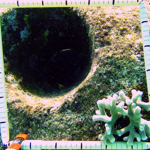 poritesdivaricata poritesdivaricata