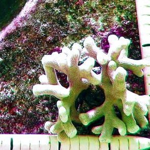 poritesporitesdivaricata poritesporitesdivaricata