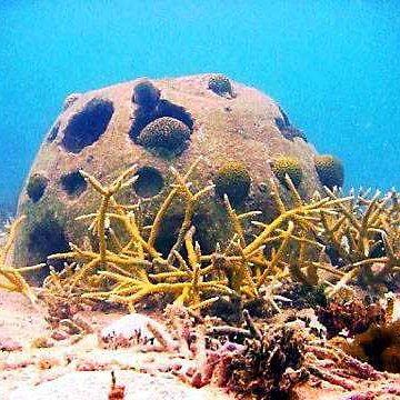 reefballfiltered reefballfiltered