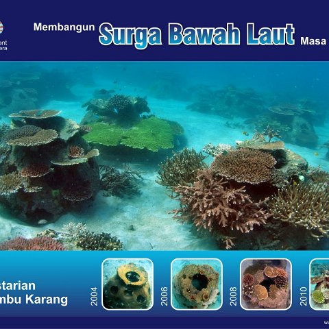 reefballprogressiontoreefjpg reefballprogressiontoreefjpg