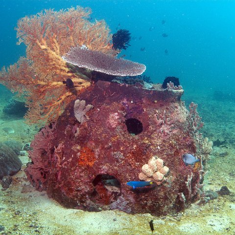 wrasseheaven wrasseheaven