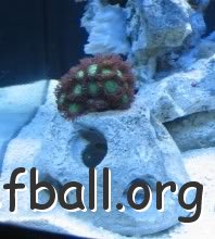 Reef_Ball_Zoa