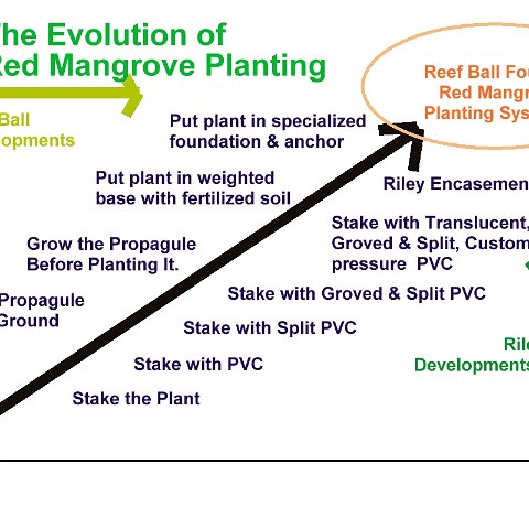evolutionofredmangroveplantingdraft evolutionofredmangroveplantingdraft