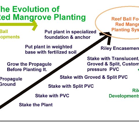 evolutionofredmangroveplantingdraft