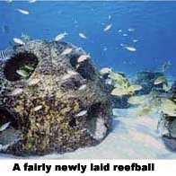 reefba reefba