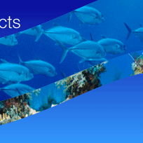 reefball_your_undersea_architects reefball_your_undersea_architects