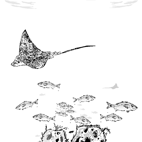 stingrayandreefballlineart