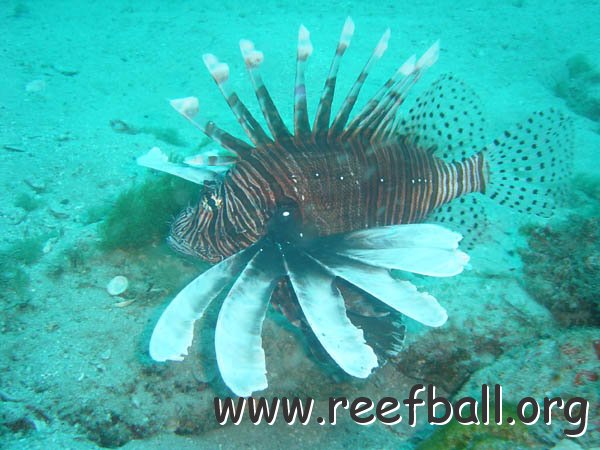 lionfish