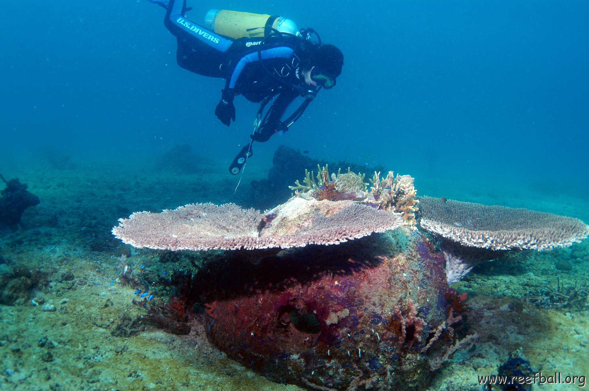 bestshotwithdiver - Copy.jpg