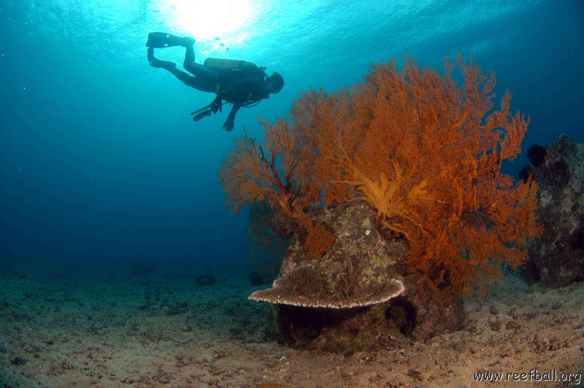 bestwithdiver.JPG