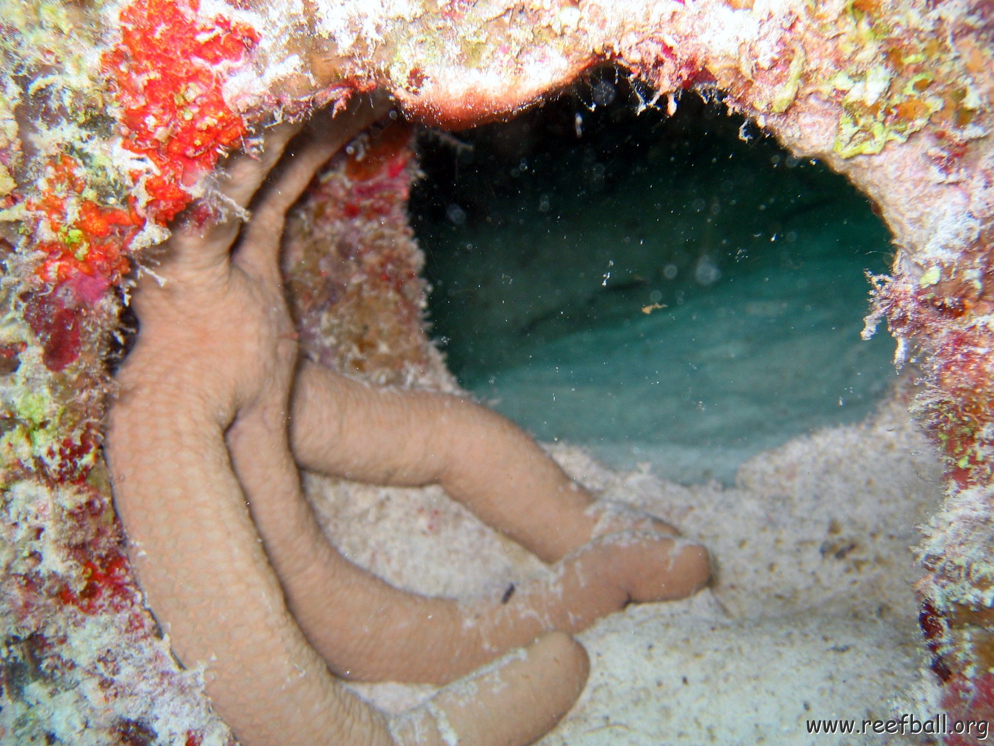coralsurverynevisfourseasons_072.jpg