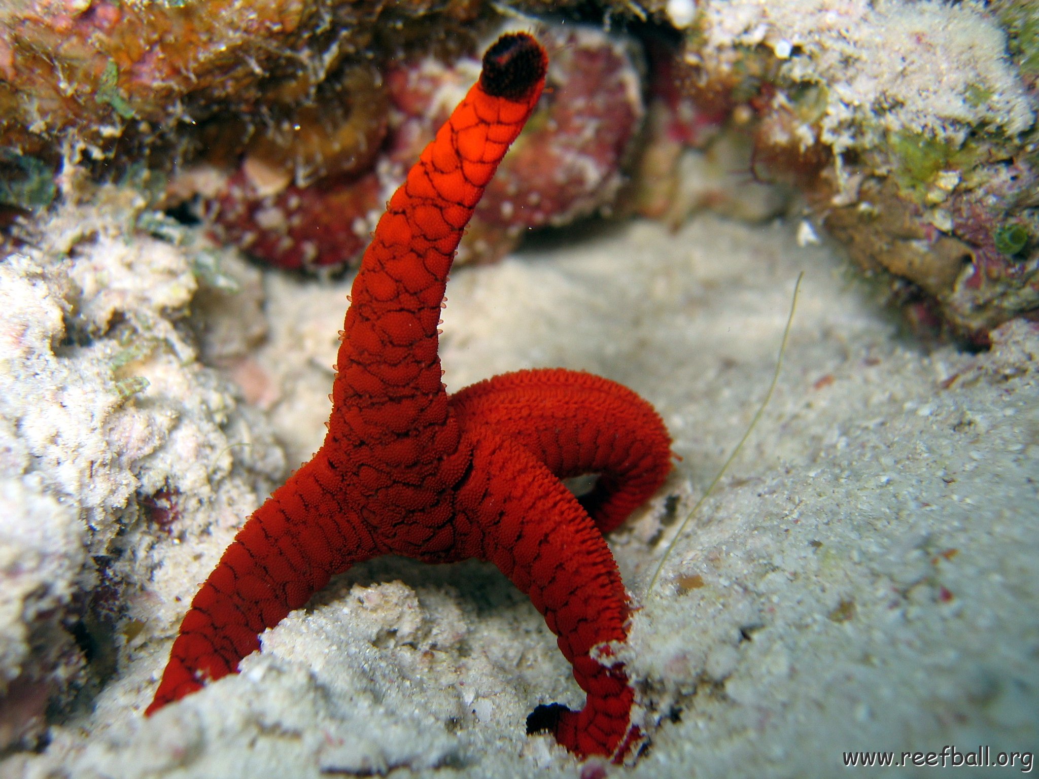 coralsurverynevisfourseasons_119.jpg