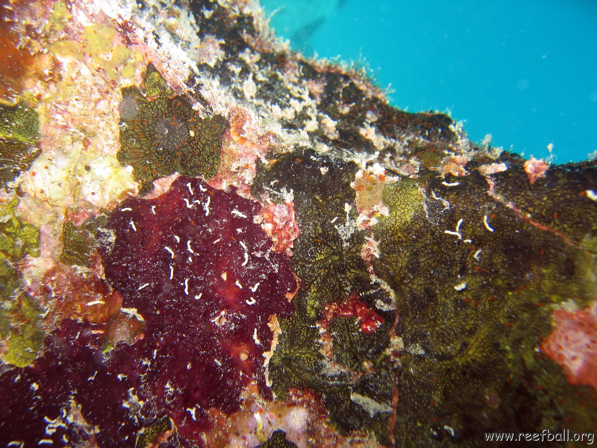 coralsurverynevisfourseasons_146.jpg