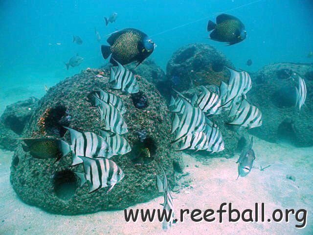 ftlaudrbangelandspadefish.jpg