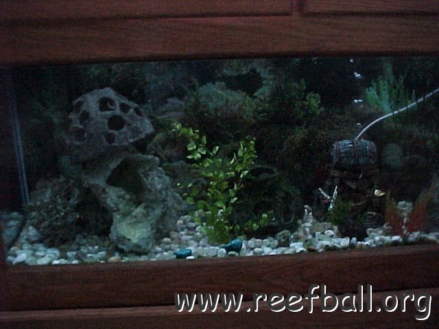 mvc-043f.jpg - A Chiclid tank using model sized Reef Balls to increase breeding densities.