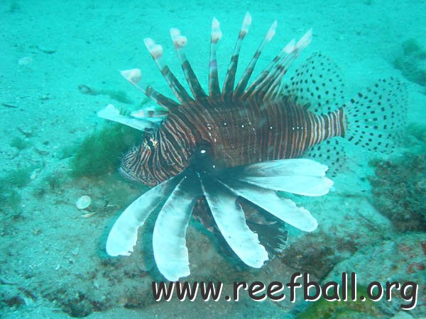 lionfish.jpg