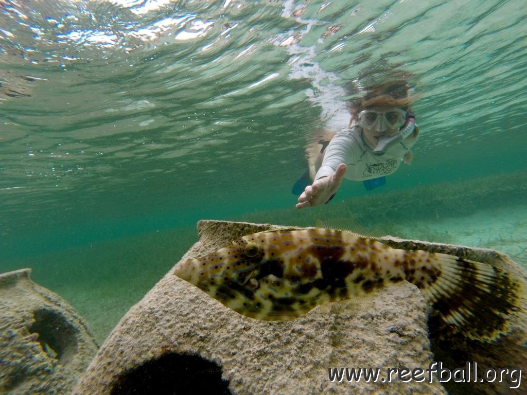 ParadiseCoveFileFish